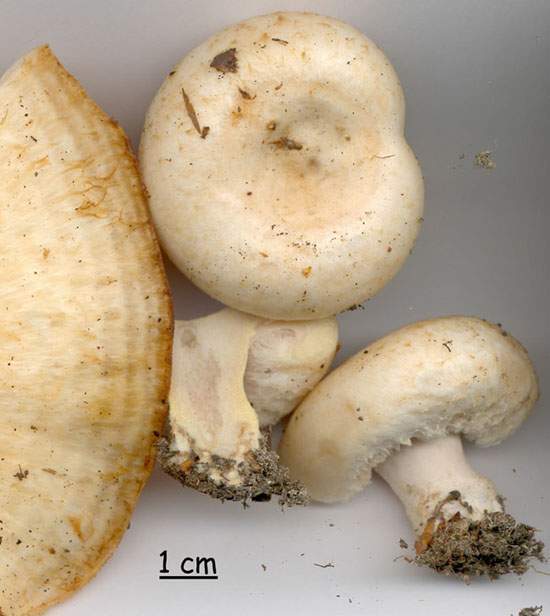 Lactarius citriolens